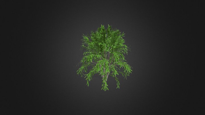 Tree 3D Model