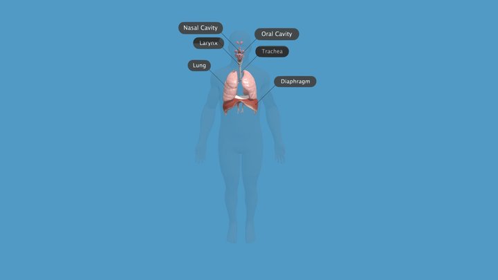 Respiratory_system 3D Model