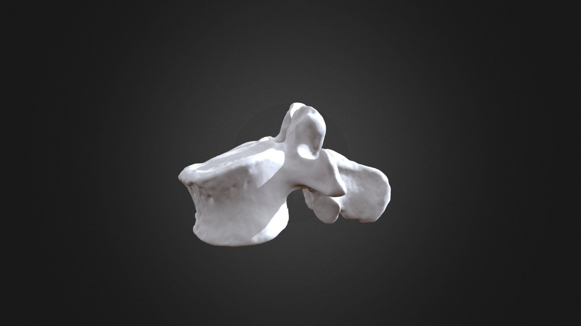 Pongo pygmaeus, L3 vertebra