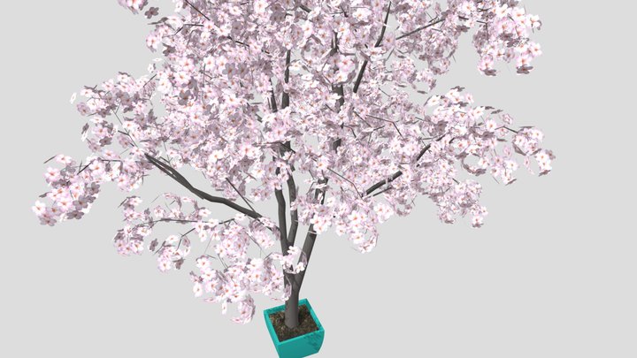 Sakura Tree on a pot 3D Model