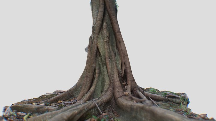 Jungle tree 3D Model