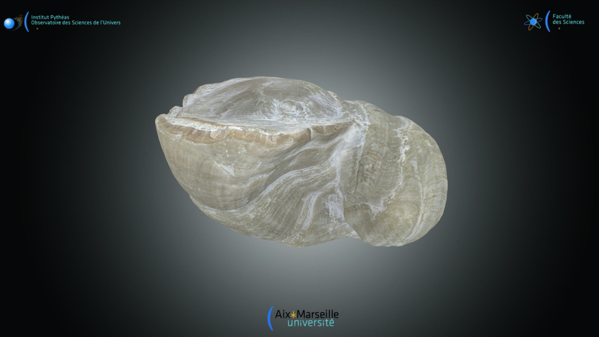 Bivalve - Requienia