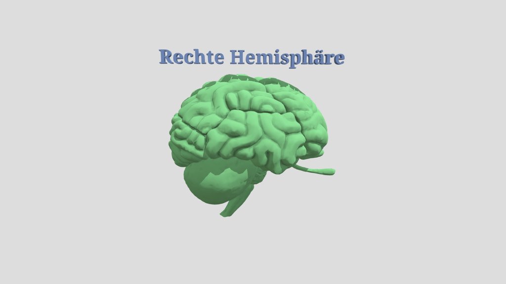 Right Hemisphere - Human Brain