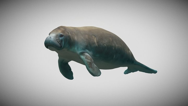 Mantee_LP 3D Model