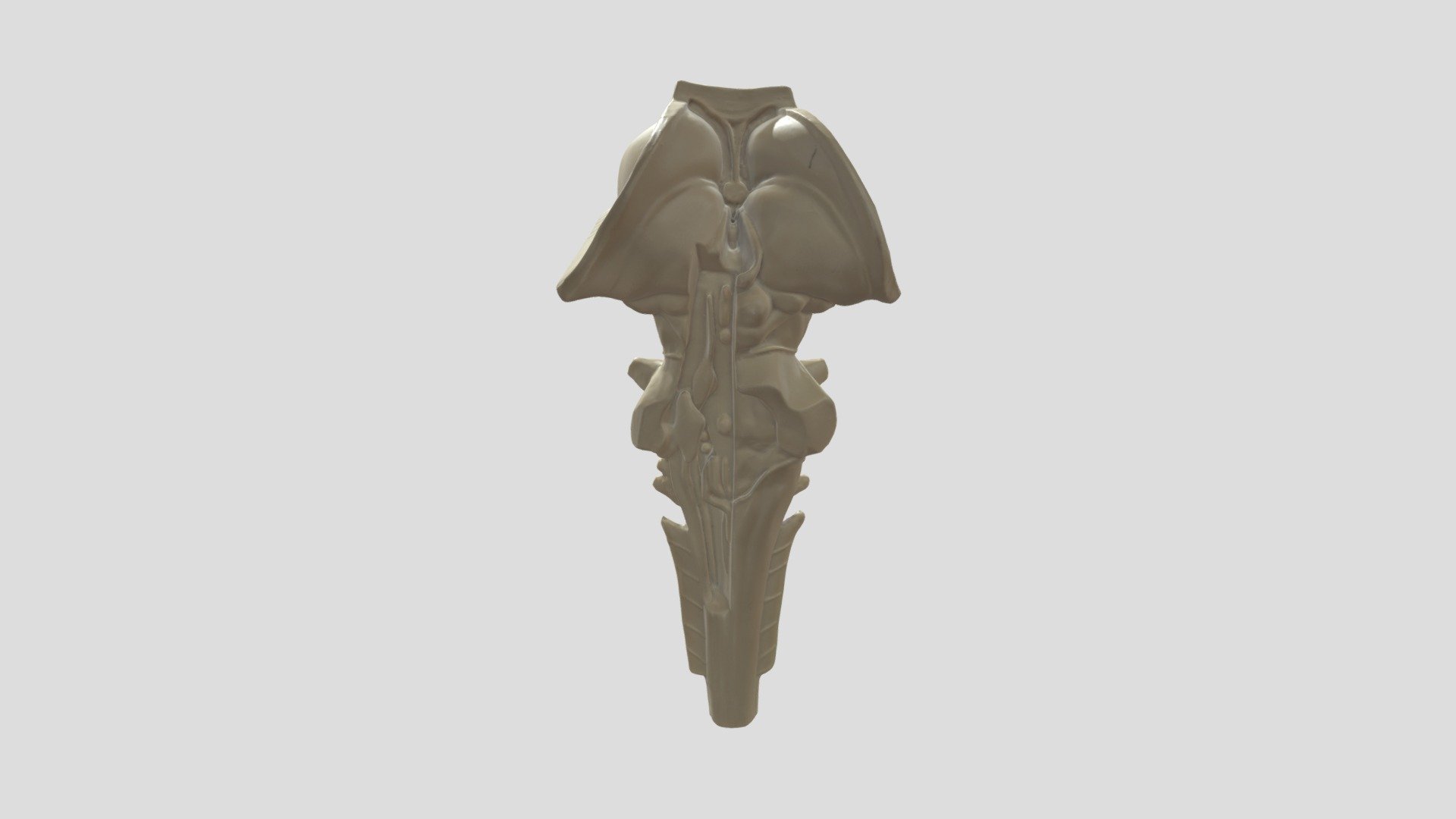 Brain Stem Model 3D Scanned