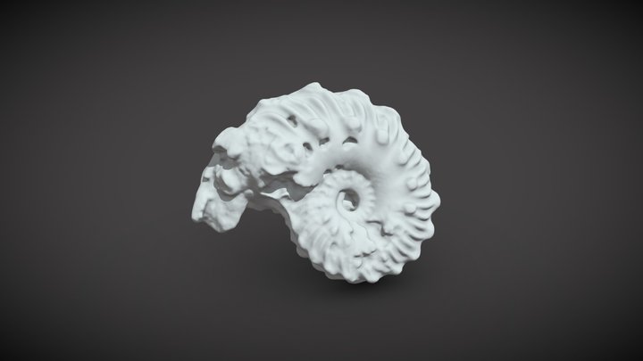 Ammonite 3D Model