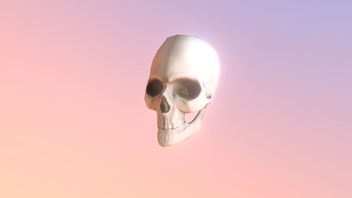 Skull 3D Model