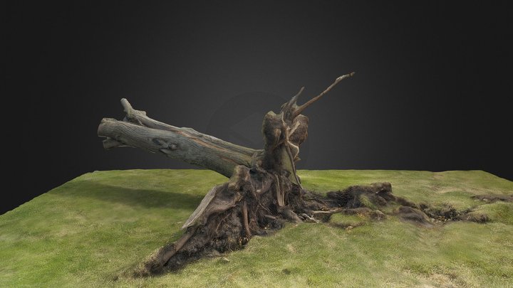 Tornado Tree Trunk 3D Model