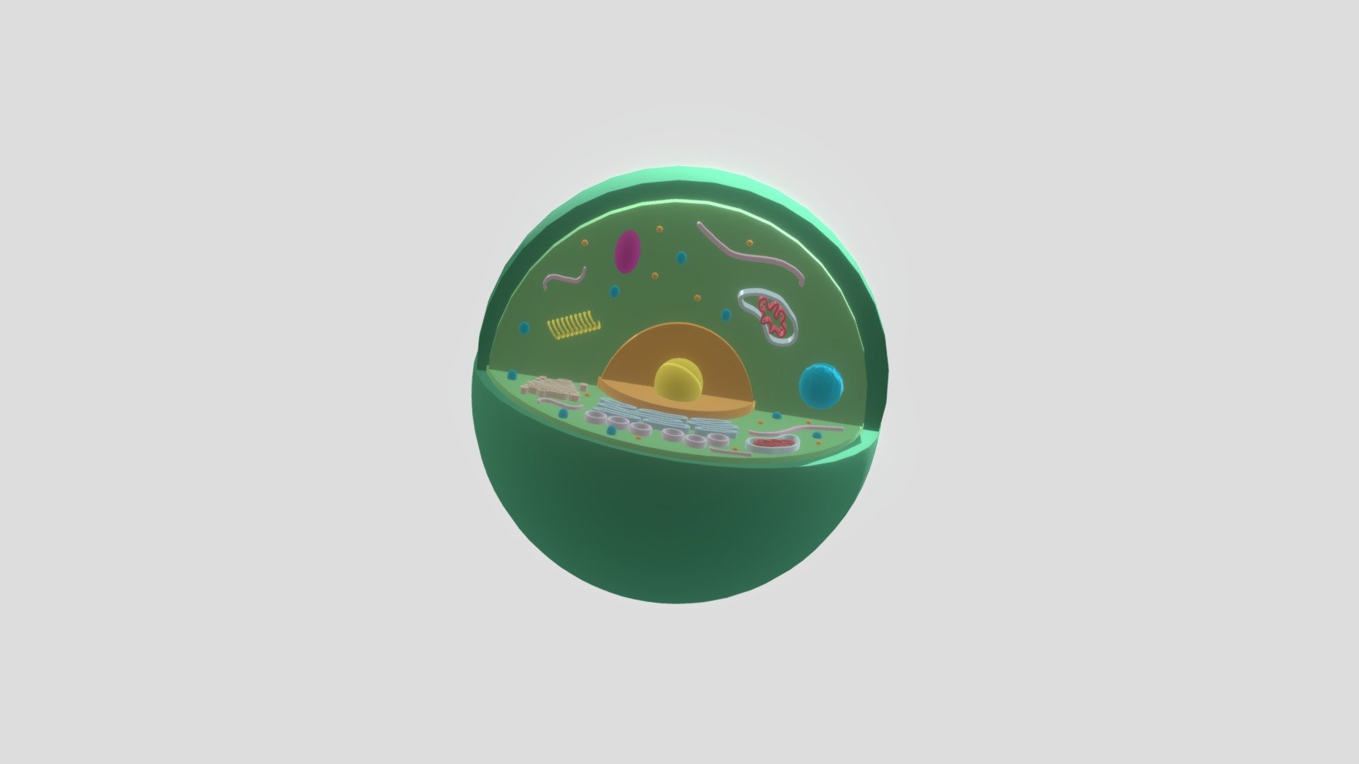 Parts of Animal Cell Download Free 3D model by jlnierva18 [e708656