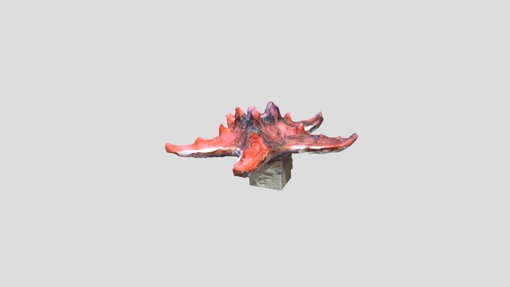 Starfish 3D Model