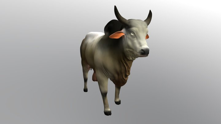 SUMBA ONGOLE COW 3D Model