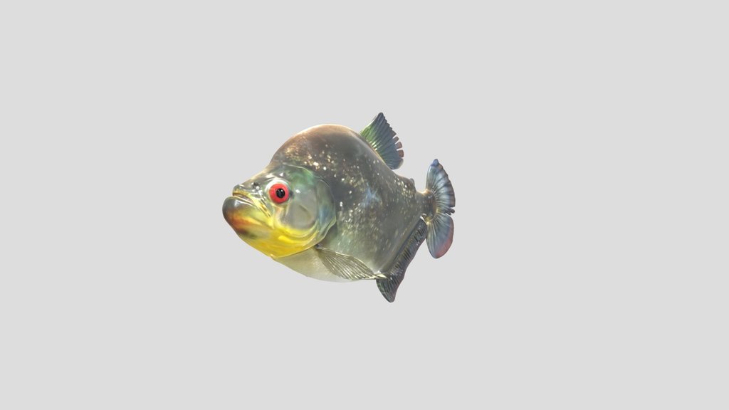 Diamond Piranha (Serrasalmus Spilopleura)