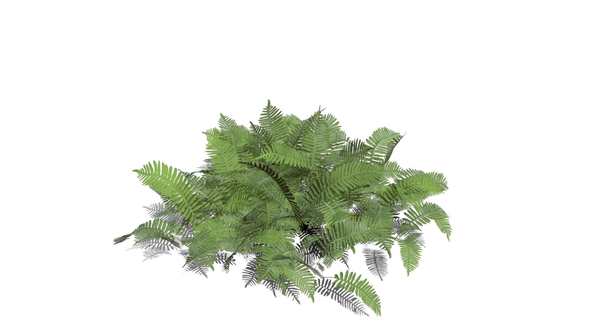 Realistic HD Common polypody fern (29/55) - Buy Royalty Free 3D model ...