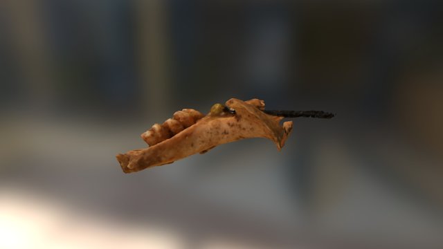 Microfaunal 2nd Attempt 3D Model