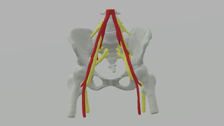 Bony Pelvis with Neurovascular Supply from MRI 3D Model
