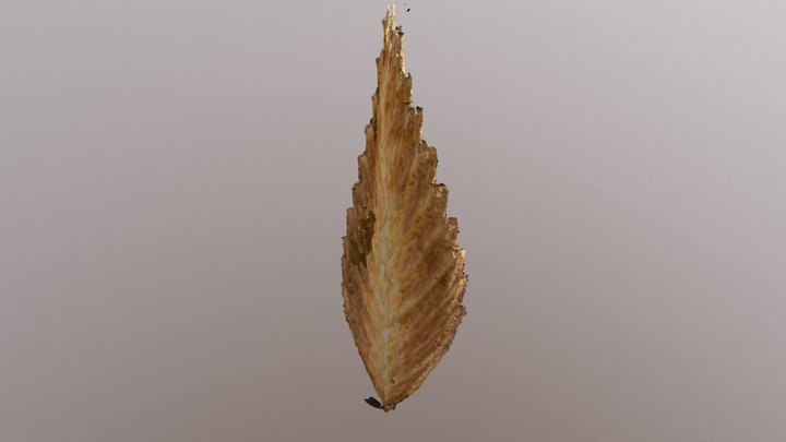 Sea Oat Seeds, Uniola Paniculata 3D Model