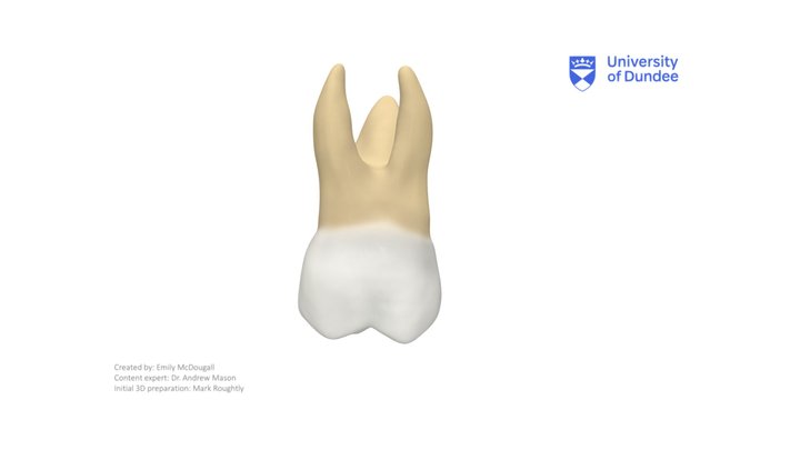 Maxillary First Molar 3D Model