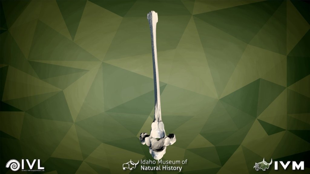 IMNH-48001-26594-E-THORACIC — Sketchfab embed 3D viewer