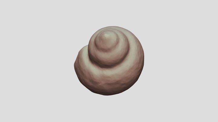 Marsh Periwinkle 3D Model