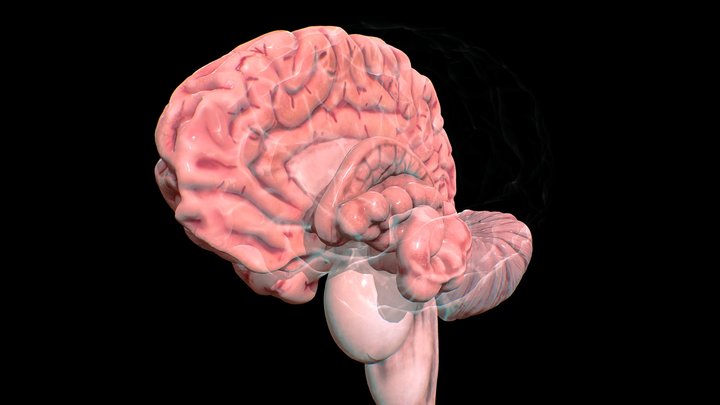 Brain 3D Model