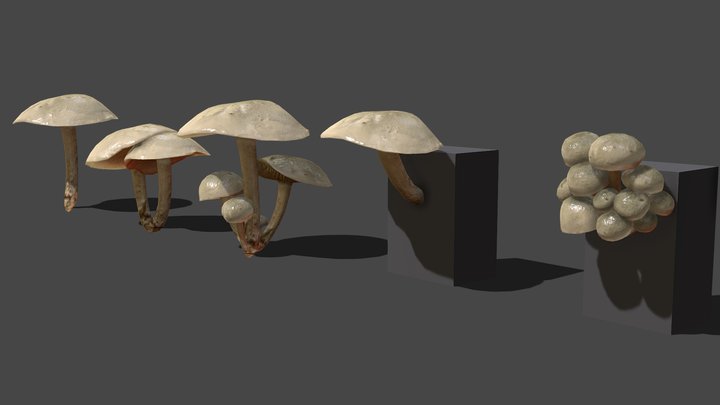 Mushroom_11 3D Model