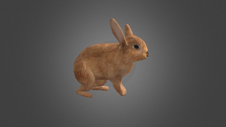 Rabbit Rigged 3D Model