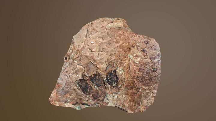 Eubrontes - Theropod Dinosaur Ichnite 3D Model
