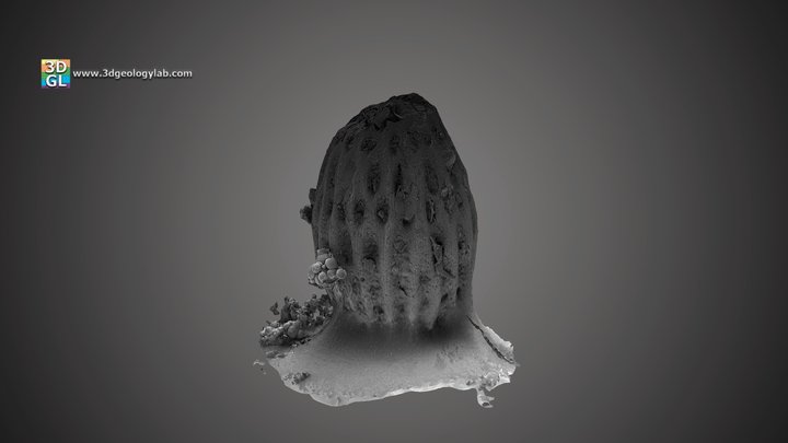 Microfossil - Podocyrtis (Podocyrtis) papalis 3D Model