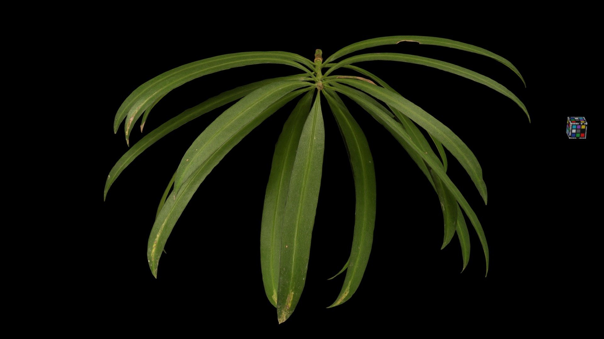 CC0 イヌマキ 🌲 Japanese Yew, P. macrophyllus - Download Free 3D