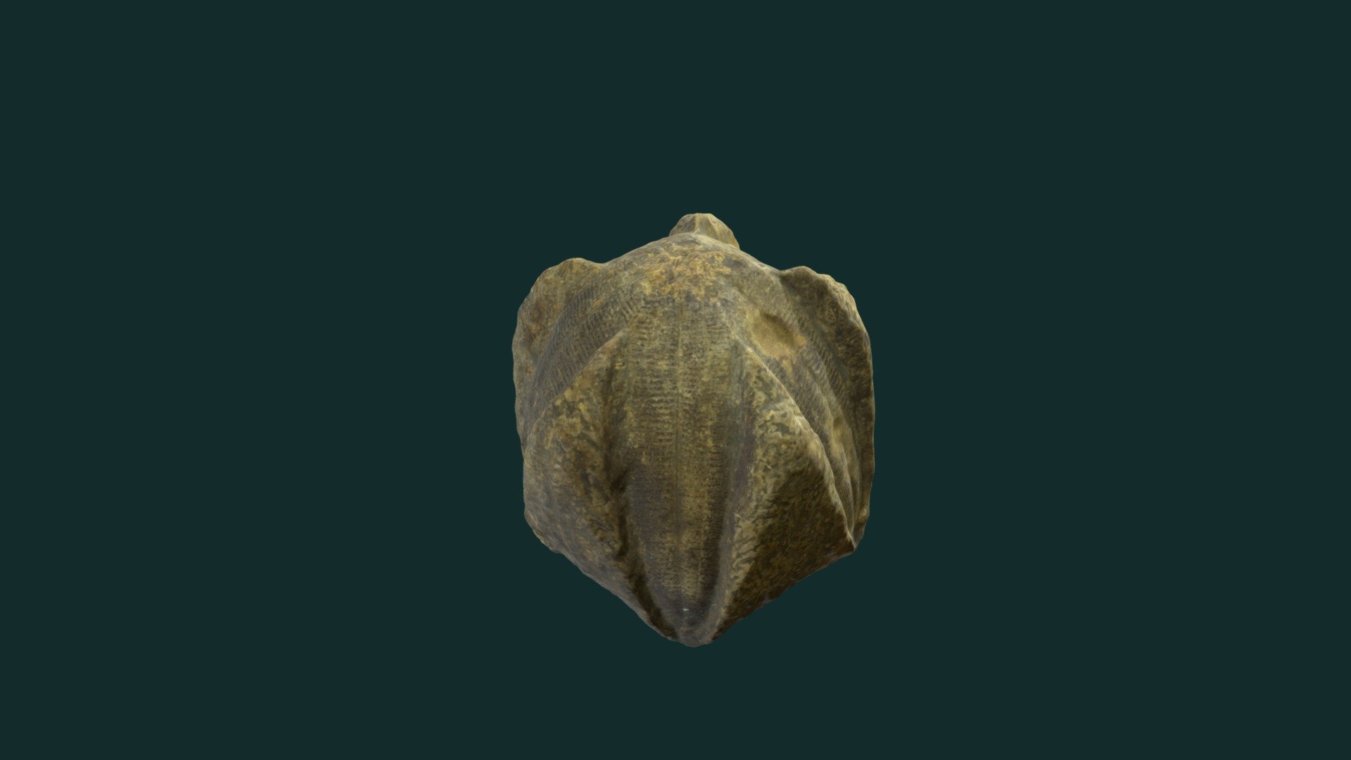 Pentremites rusticus