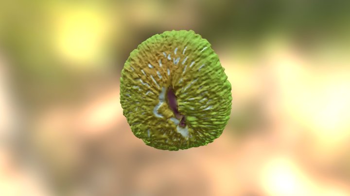 Fungia scutaria (Mushroom coral) 3D Model