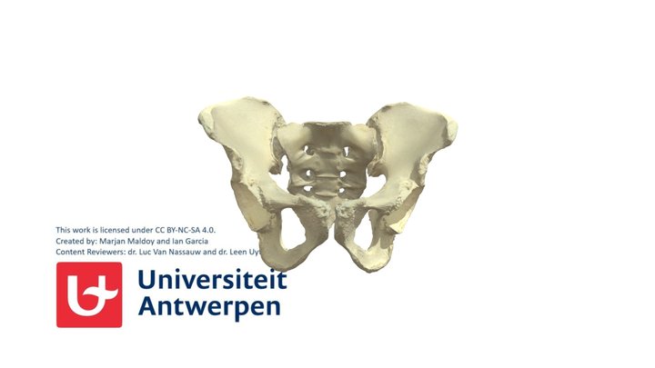 Cingulum pelvicum zonder annotaties 3D Model