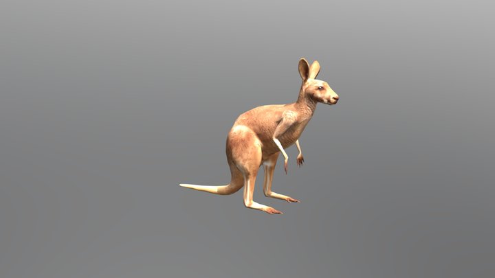 Kangaroo 3D Model