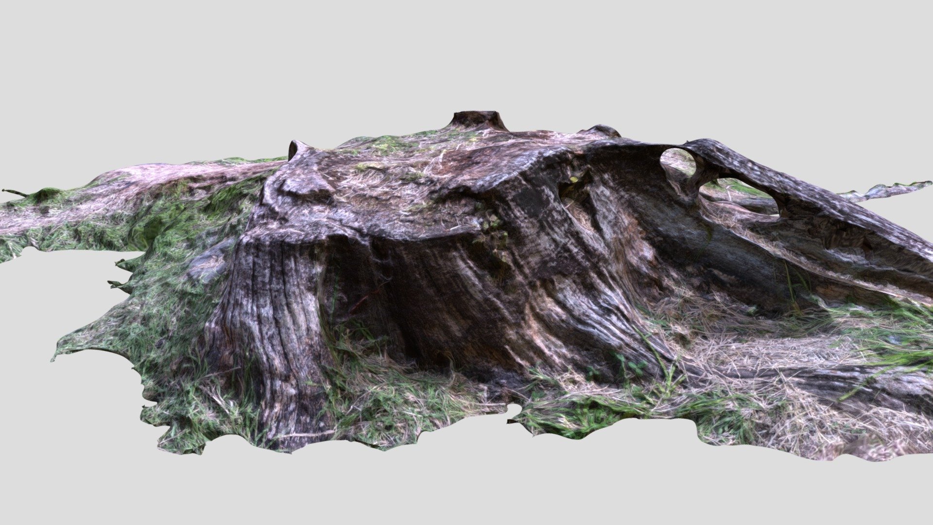 West Indies Tree Trunk