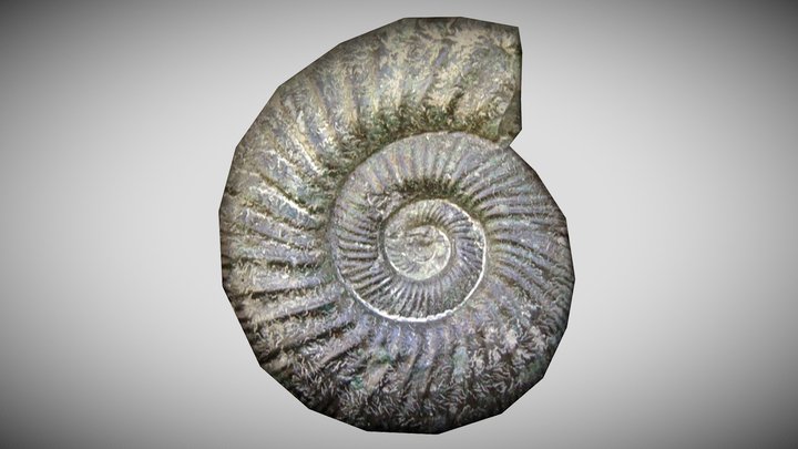 Dactylioceras commune Fossil – Kostenloses 3D-Modell STL