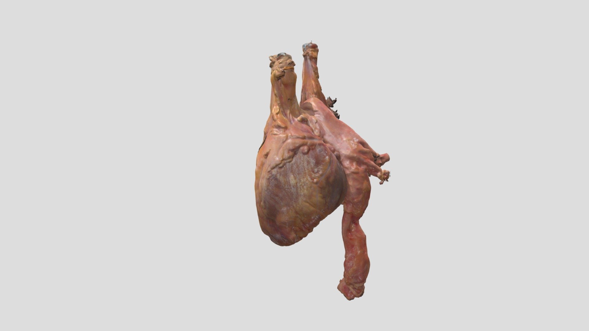 Human Heart0600 Color MM Andrew - 3D model by John Cole (Visible Heart ...