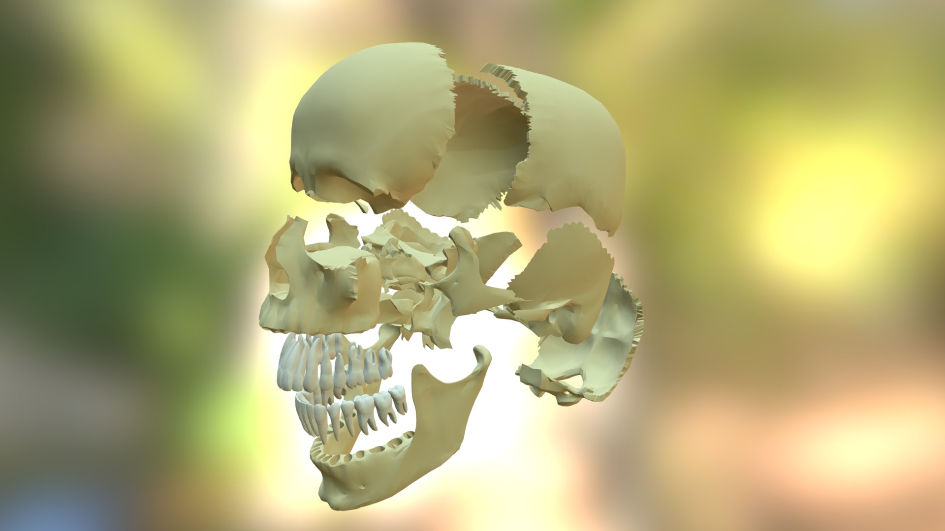 3D model Skull Articulated - This is a 3D model of the Skull Articulated. The 3D model is about a white flower with a black center.
