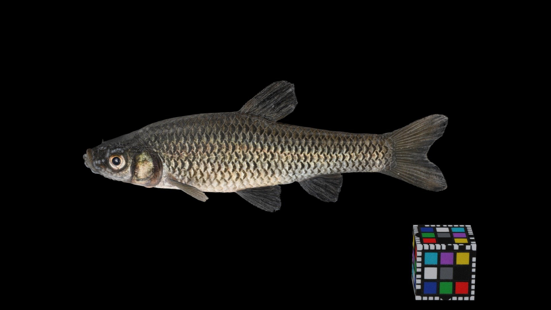 シナイモツゴ ♂ Topmouth Gudgeon, Pseudorasbora pumila