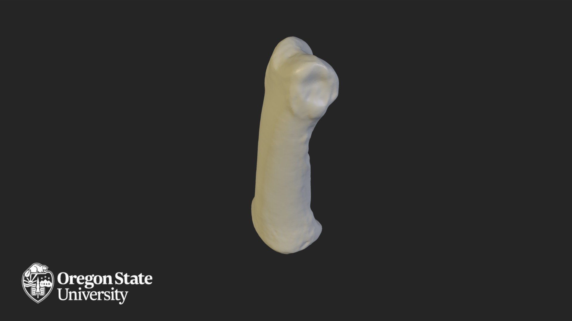 Proximal Phalange 4