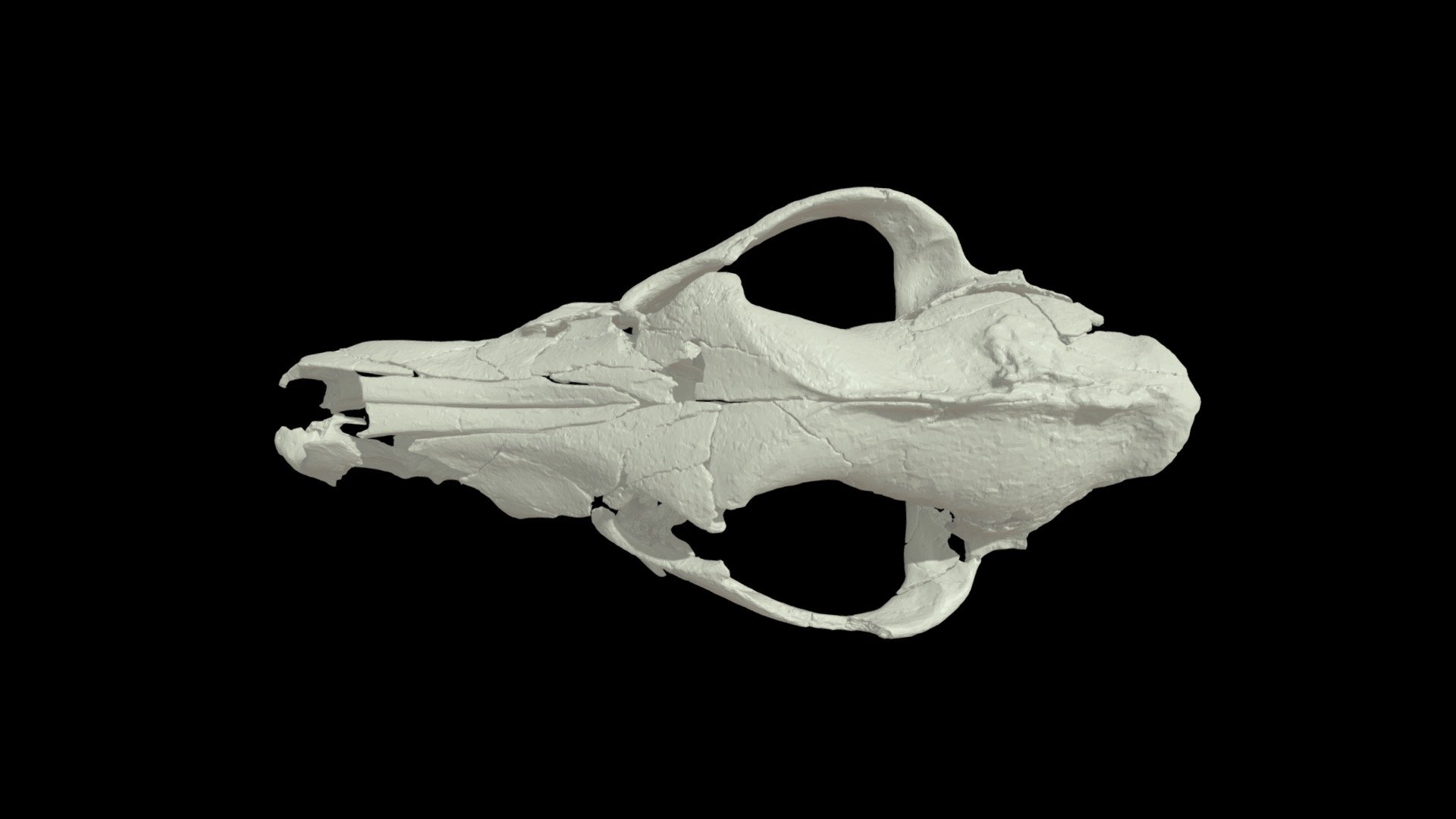 APP_wolf_skull_undistortion