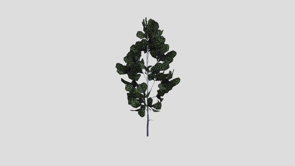 Aspen Tree Sapling