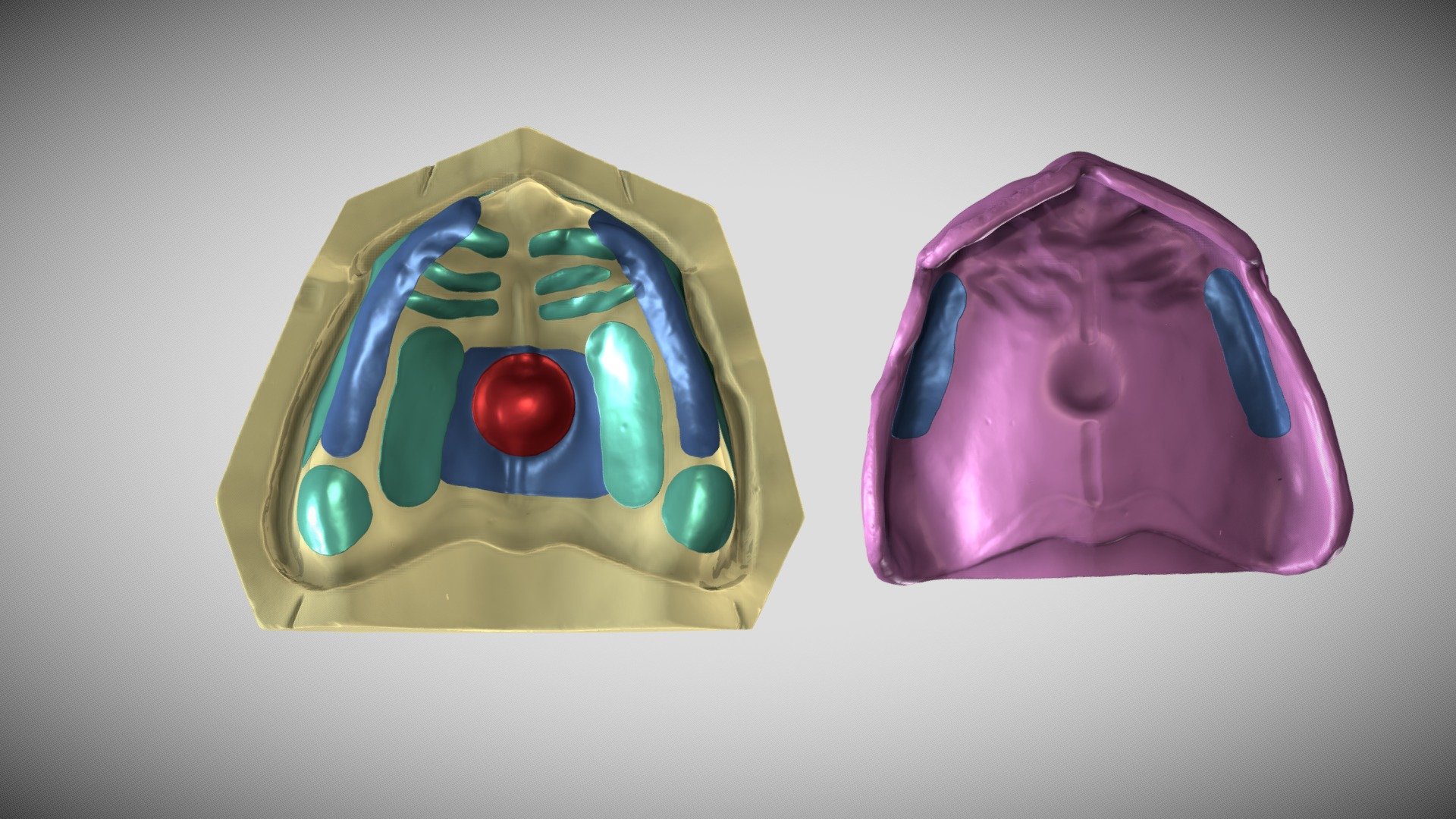 Maxillary Supporting Structures - 3D model by Muhammad Nabeel ...