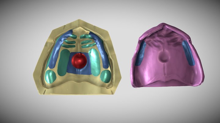 Maxillary Supporting Structures 3D Model