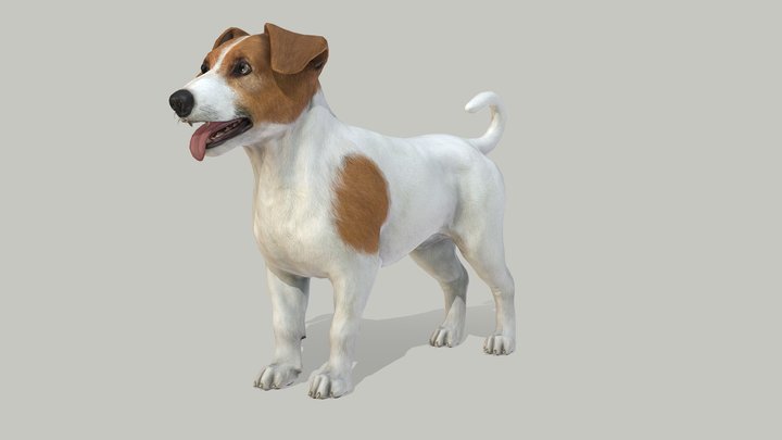 Dog - Jack Russell Terrier 3D Model