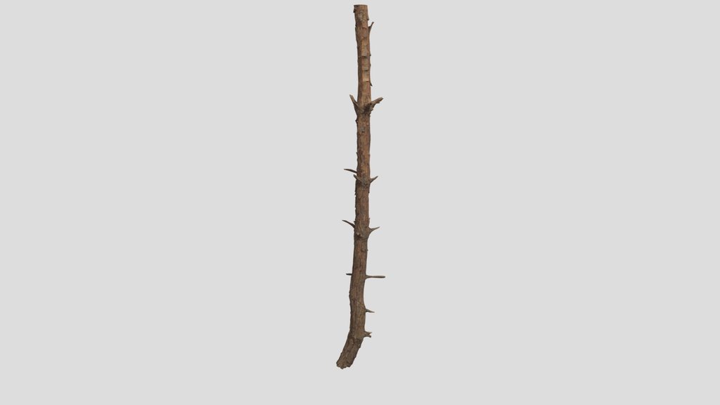 Pinus Rigida Trunk