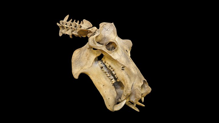 Hippo Head Sk 3D Model