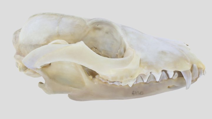 UWYMV:Mamm:6720, Urocyon cinereoargenteus, Skull – Kostenloses 3D-Modell STL