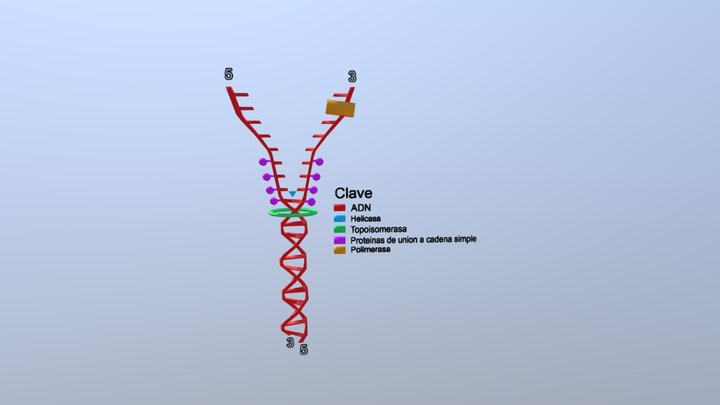 Replicación ADN 3D Model
