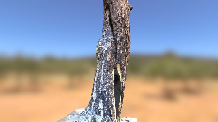 Ponderosa Pine trunk after lightning strike 3D Model