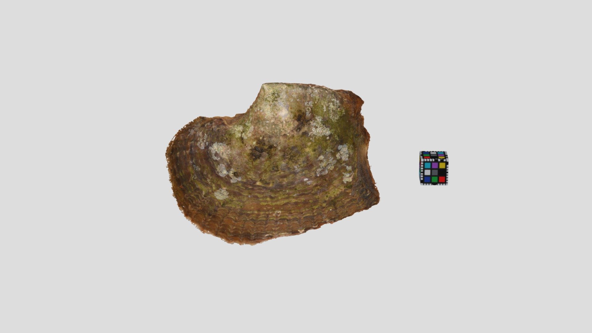 アコヤガイ？ Pinctada fucata martensii?